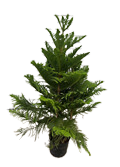 10" Norfolk Island Pine